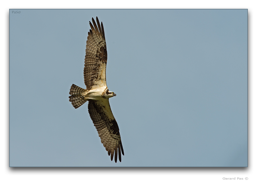 Osprey in flight - click to enlarge image
