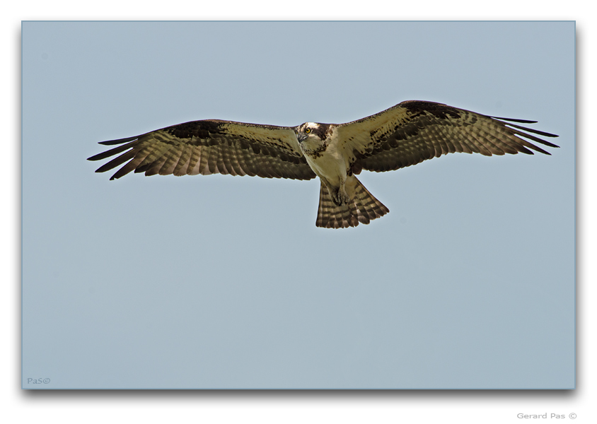 Osprey in flight - click to enlarge image
