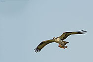 Osprey in flight with prey - click to enlarge