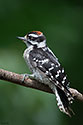 Downy Woodpecker - click to enlarge