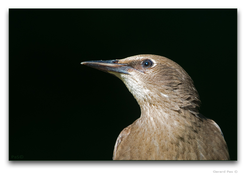 European Starling - click to enlarge image