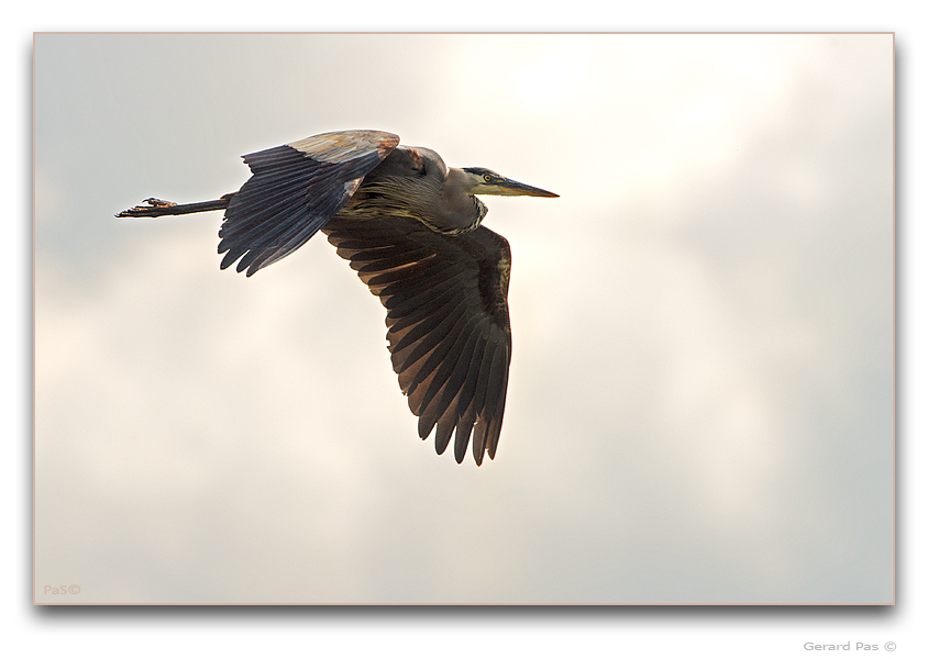 Great Blue Heron - click to enlarge image