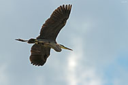 Great Blue Heron in flight - click to enlarge