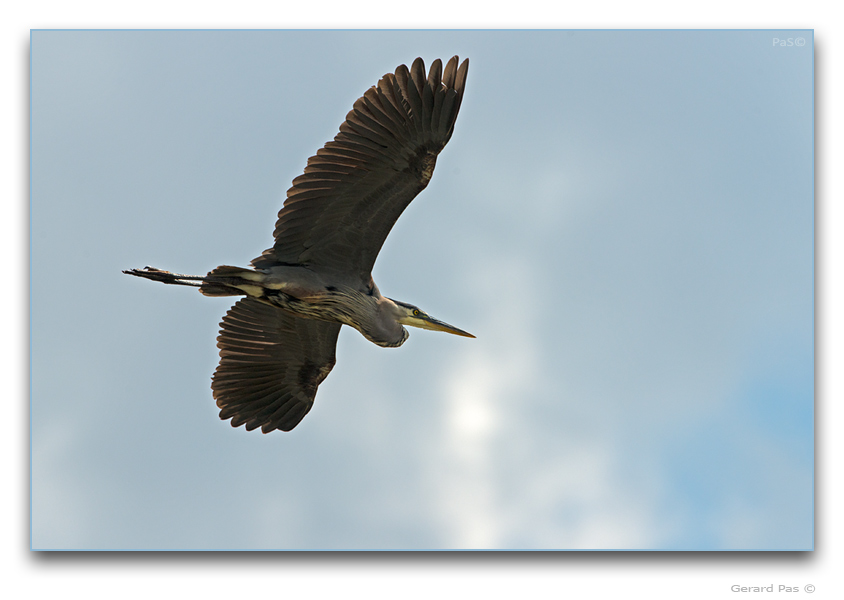 Great Blue Heron - click to enlarge image