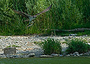Osprey fishing - click to enlarge