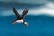 Atlantic Puffin - click to enlarge