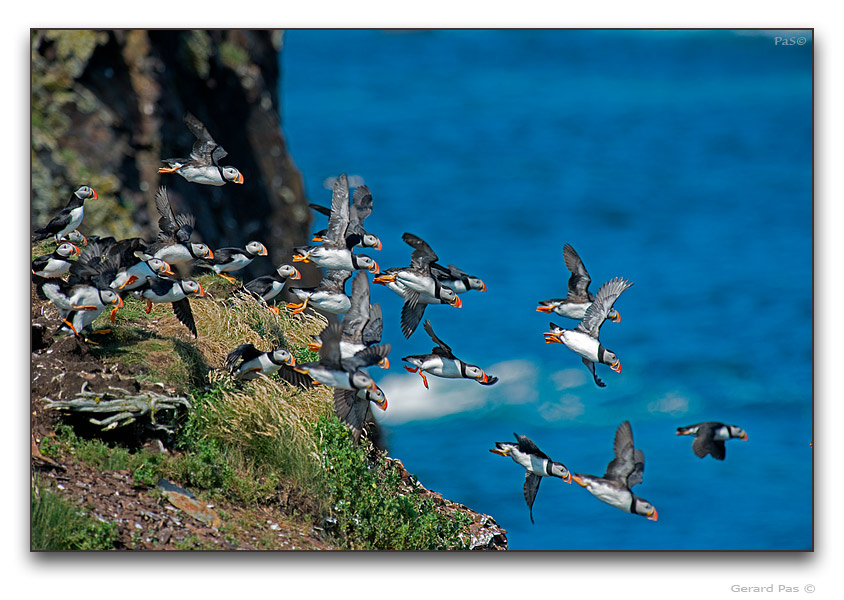 Atlantic Puffin - click to enlarge image