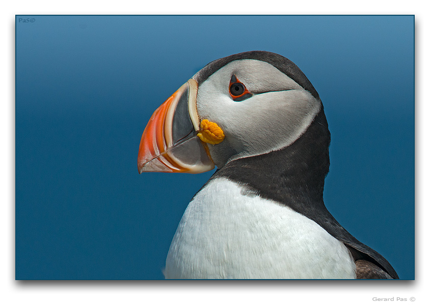 Atlantic Puffin - click to enlarge image