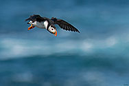 Atlantic Puffin - click to enlarge