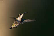 Ruby-throated Hummingbird - click to enlarge