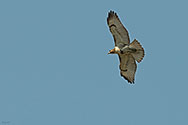 Broad-winged hawk - click to enlarge