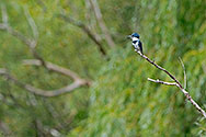 Belted Kingfisher - click to enlarge