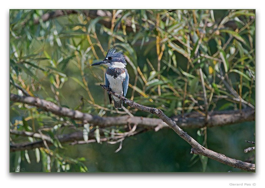 Belted Kingfisher - click to enlarge image