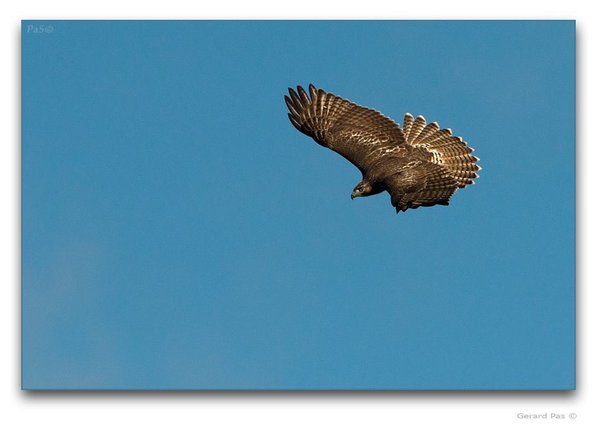 Broad-winged Hawk - click to enlarge image