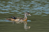 Wood Duck female - click to enlarge