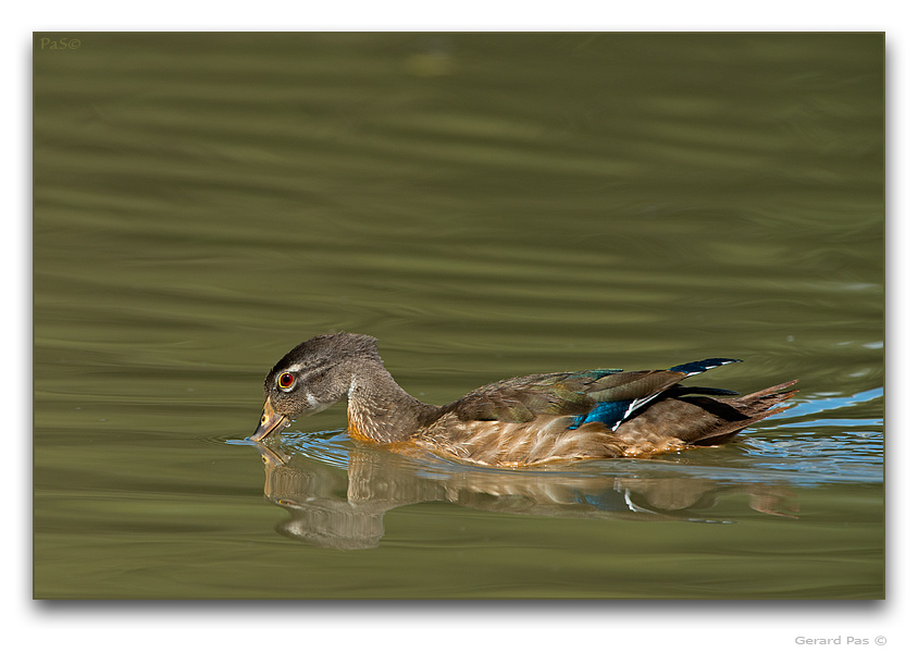 Wood Duck - click to enlarge image
