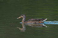 American Black Duck - click to enlarge
