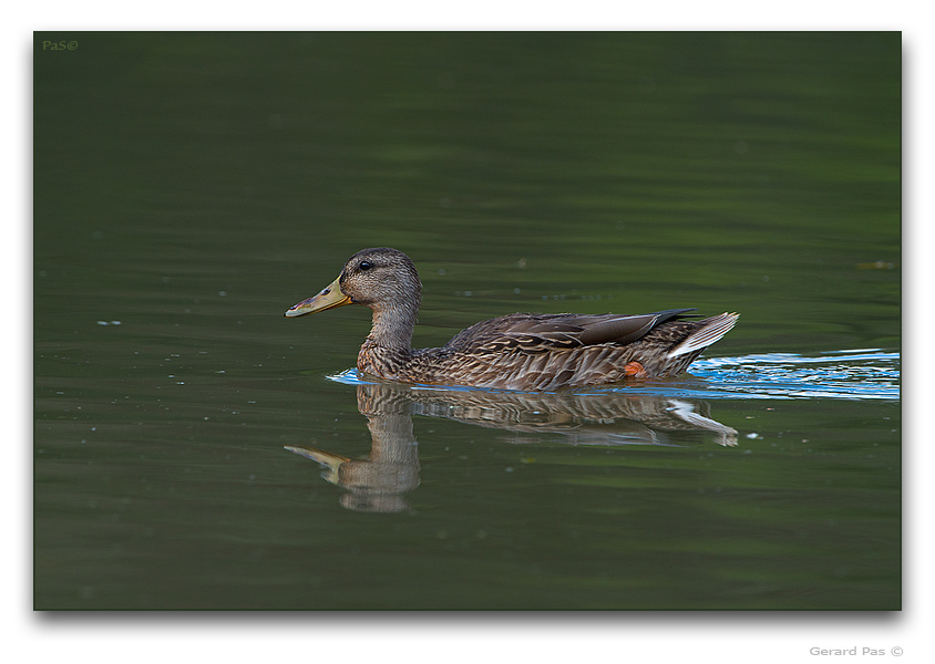 American Black Duck - click to enlarge image