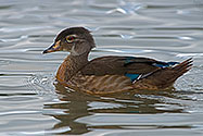 Wood Duck female - click to enlarge
