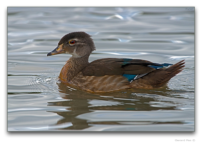 Wood Duck - click to enlarge image