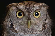 Eastern Screech Owl - click to enlarge