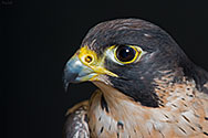 Peregrine Falcon - click to enlarge
