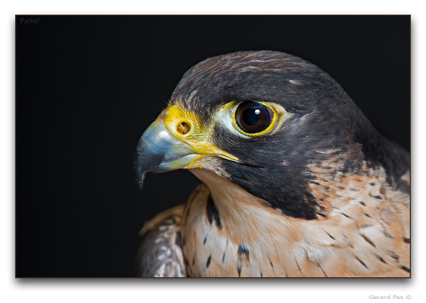 Peregrine Falcon - click to enlarge image