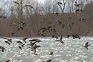 Canada Geese and Tundra Swan in flight - click to enlarge