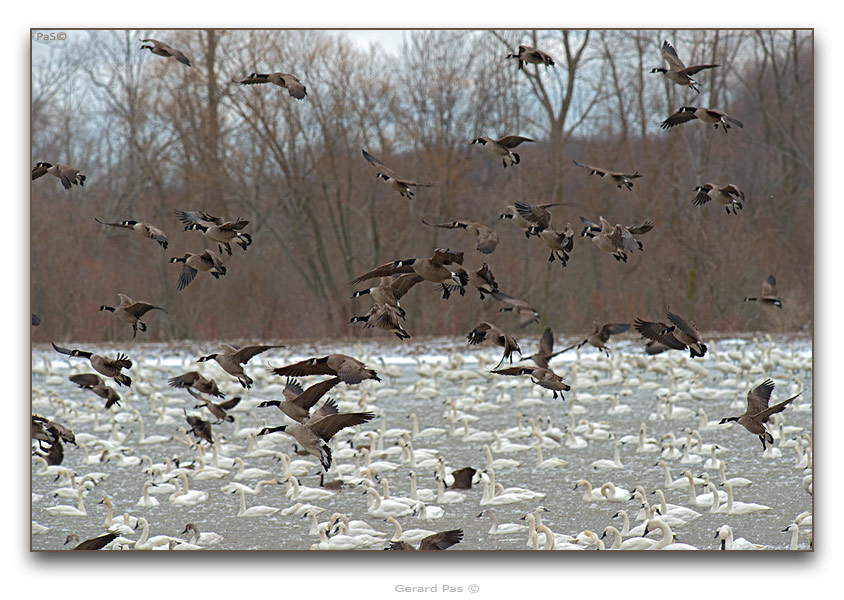 Canada Geese - Tundra Swans - click to enlarge image