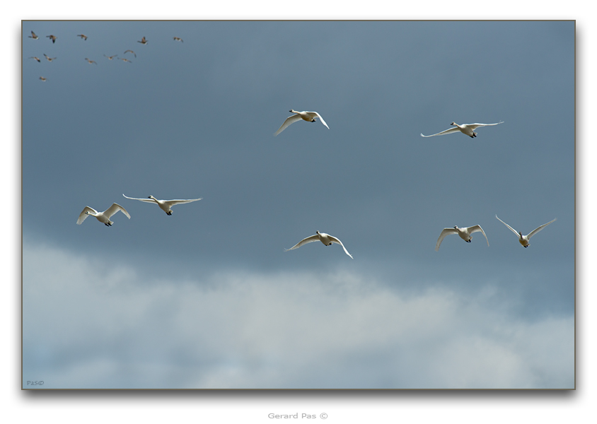 Tundra Swans - click to enlarge image