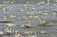 Tundra Swan - click to enlarge
