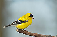 American Goldfinch (male) - click to advance