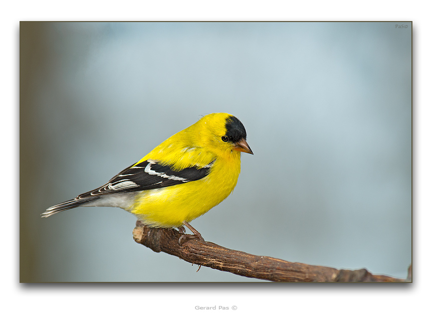 Eastern / American Goldfinch _DSC9965.JPG - click to enlarge image