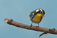 Yellow-throated Warbler - click to enlarge