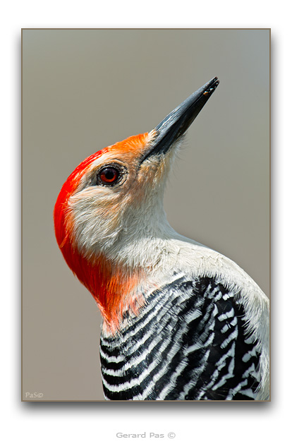 Red-bellied Woodpecker - click to enlarge image
