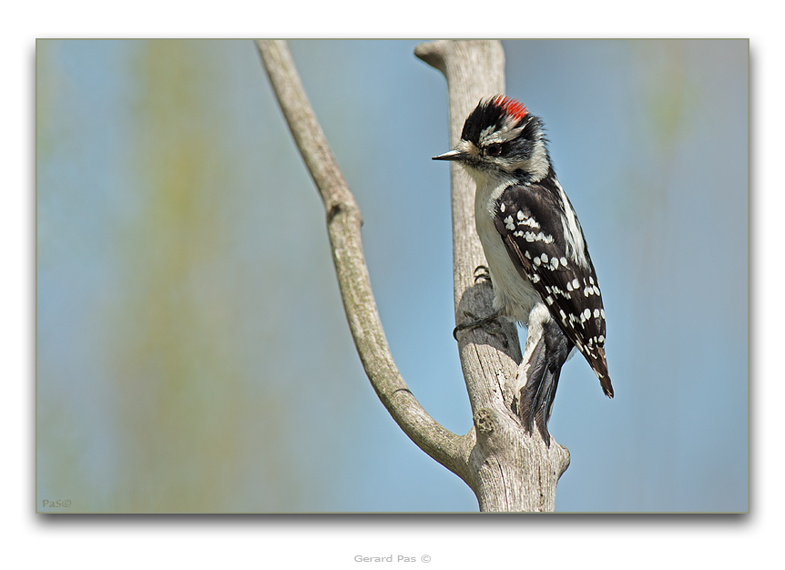Downy Woodpecker - click to enlarge image