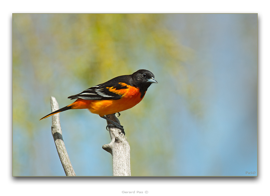 Northern Oriole - male - click to enlarge image