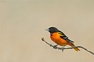 Baltimore Oriole male - click to enlarge