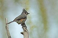 Tufted Titmouse - click to enlarge