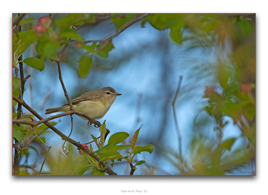 Warbling Vireo - click to enlarge image