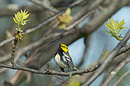 Black-throated Green Warbler - click to enlarge