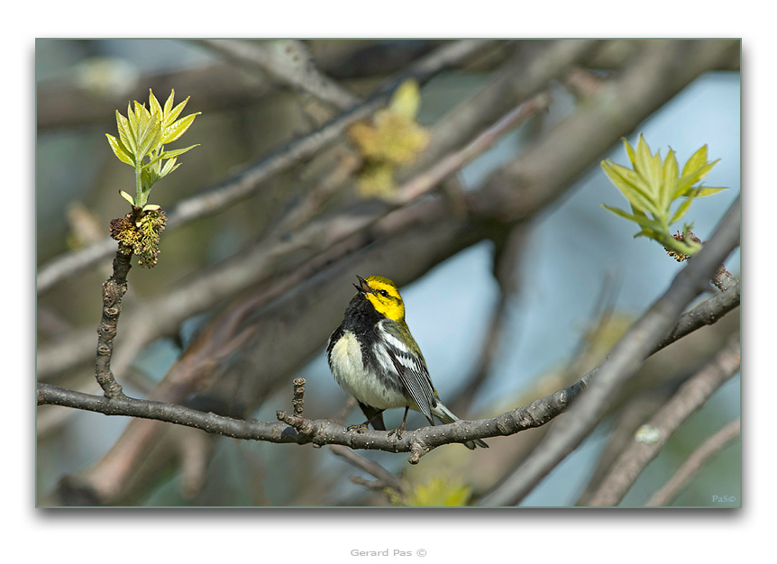 Black-throated Green Warbler - click to enlarge image