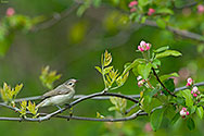 Warbling Vireo - click to advance