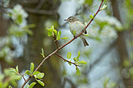 Warbling Vireo - click to advance