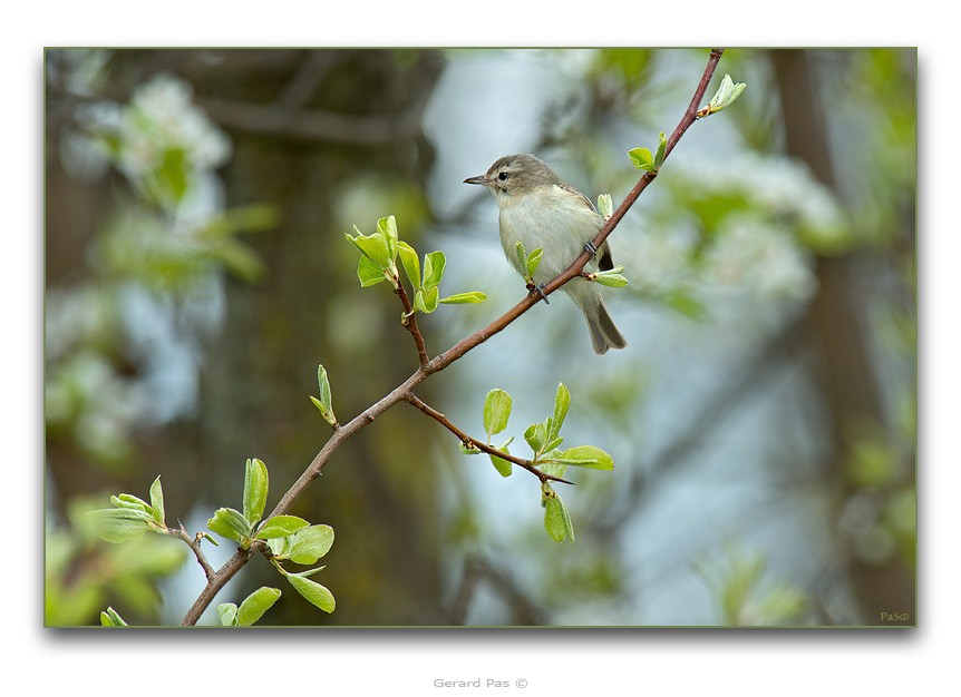 Warbling Vireo - click to enlarge image