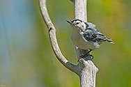 White-breasted Nuthatch - click to enlarge