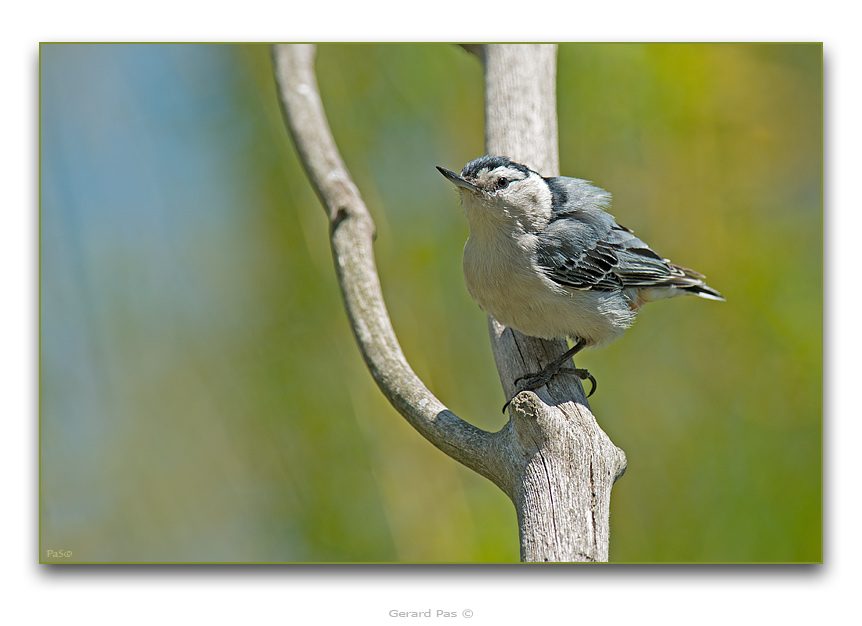 White-breasted Nuthatch _DSC18138.JPG - click to enlarge image