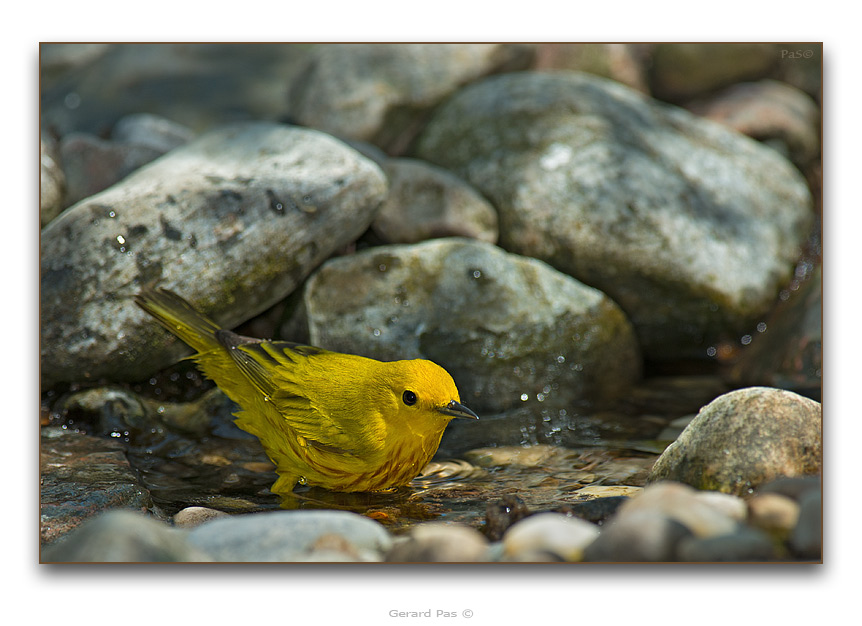 Yellow Warbler - click to enlarge image