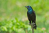 Common Grackle - click to advance