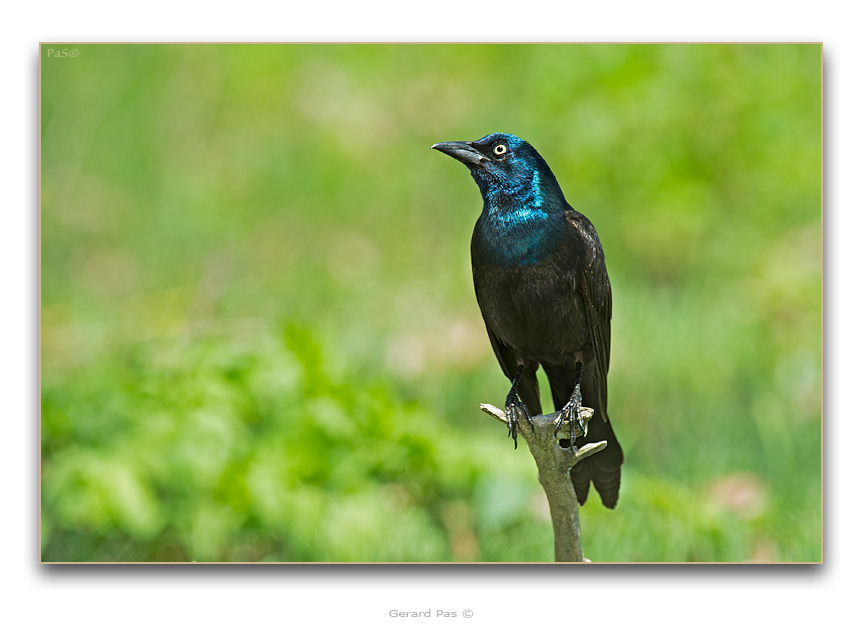 Common Grackle - click to enlarge image